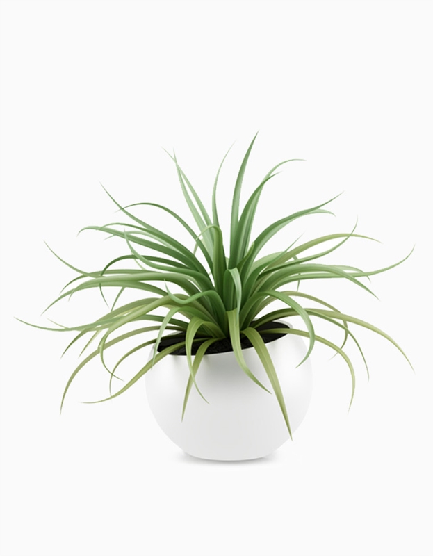 Air Plant Planter