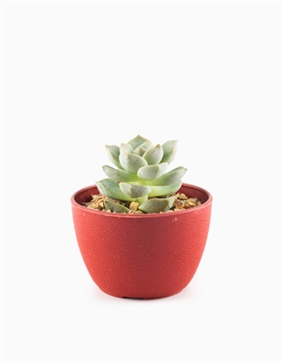 Succulent Planter