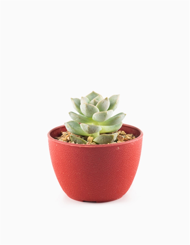 Succulent Planter