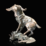 Springer Spaniel Retrieving