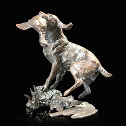 Springer Spaniel Retrieving