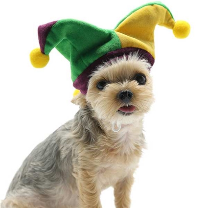 Jester Hat Dog Halloween Costume