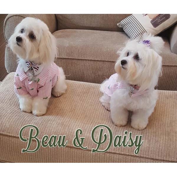 Preppy Dog Gifts & Merchandise for Sale