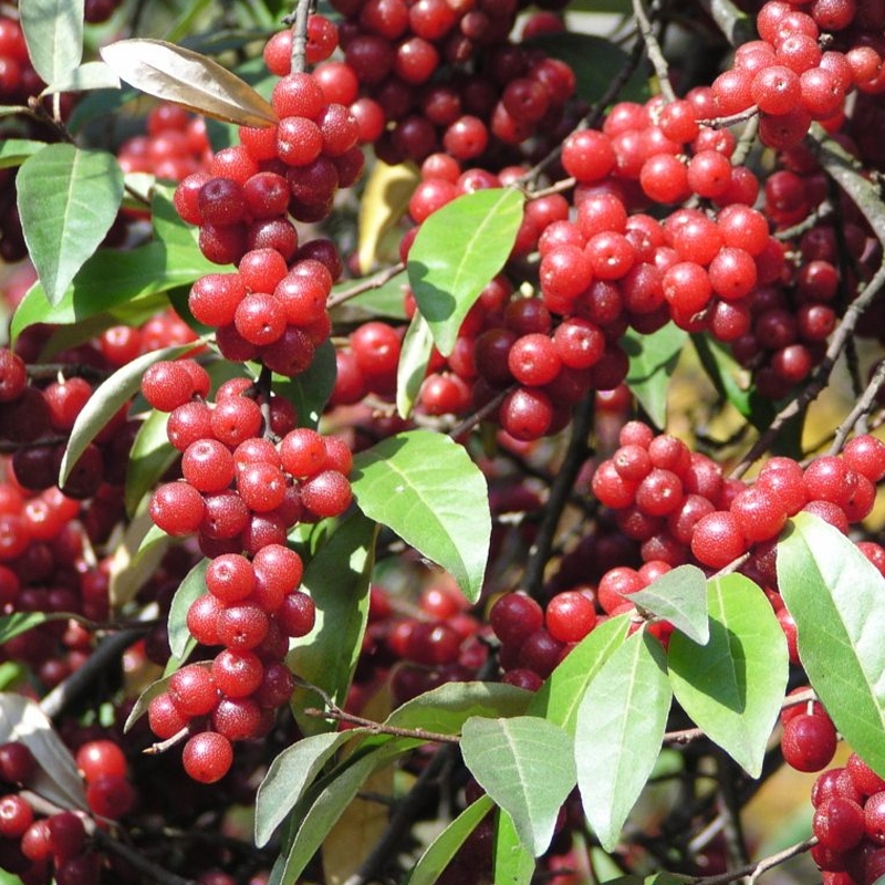 Autumn Olive Tree