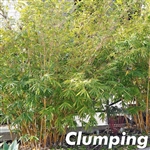 Alphonse Karr Bamboo Plants