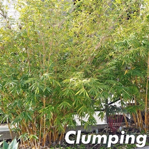 Alphonse Karr Bamboo Plants