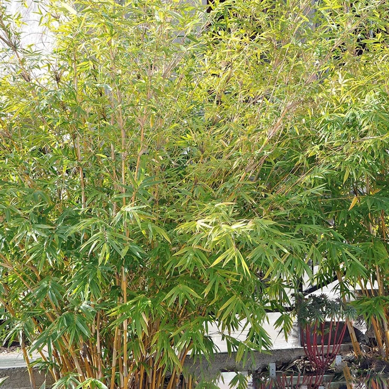 Alphonse Karr Bamboo For Sale at Ty Ty Nursery