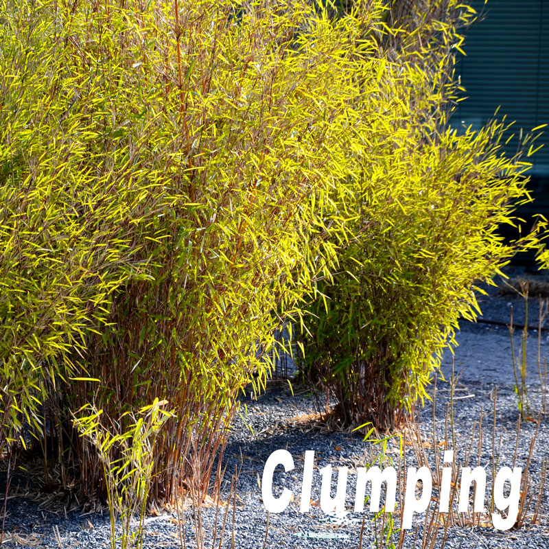 Weeping Willow Bamboo Plants