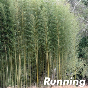 American Native Bamboo Plants