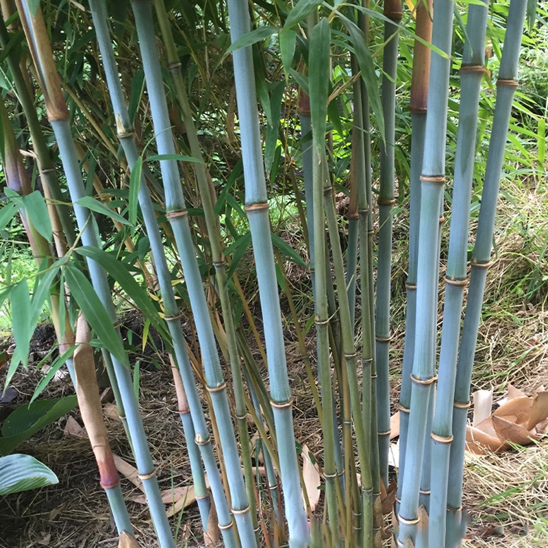 Blue Henon Bamboo For Sale at Ty Ty Nursery