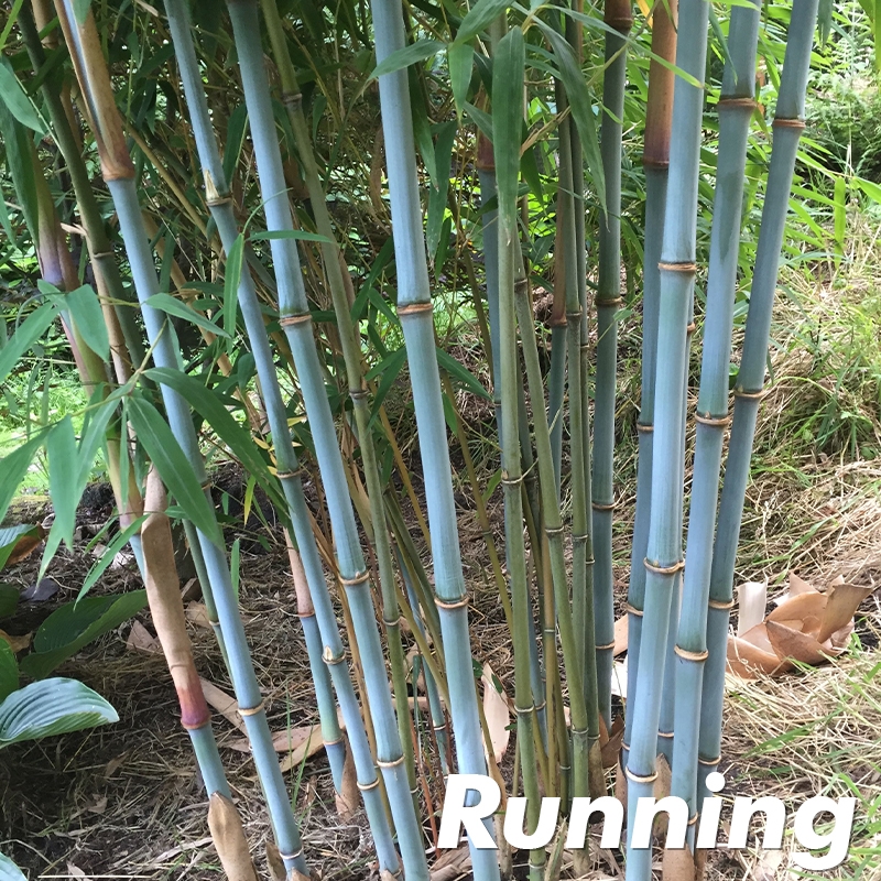 Blue Henon Bamboo