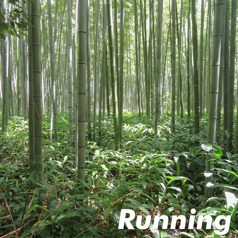 Japanese Timber Bamboo