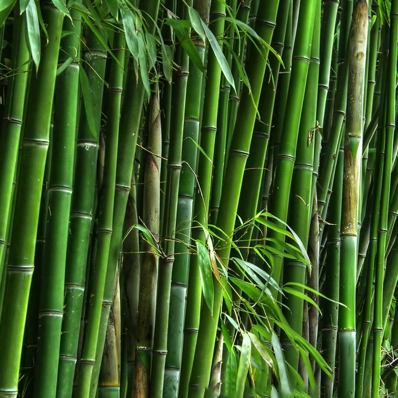 Punting Pole Bamboo