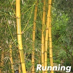 Robert Young Bamboo Plants