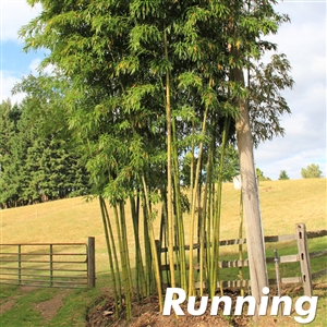 Vivax Bamboo Plants Plants