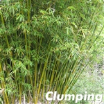 Dwarf Chinese Fern Bamboo