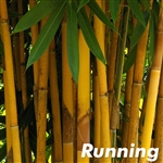 Yellow Banana Bamboo Plants
