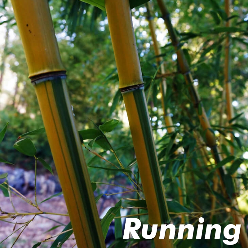 Yellow Green-Striped Bamboo Plants