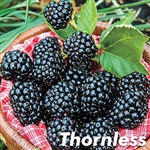 Arapaho Thornless Blackberry Plant