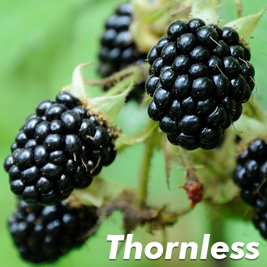Black Satin Thornless Blackberry Plant