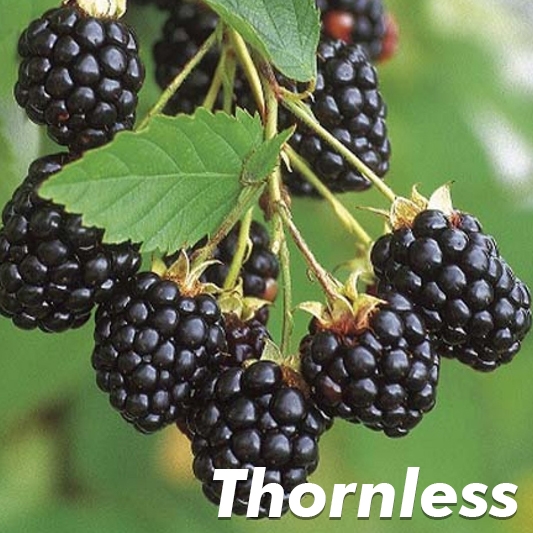 Navaho Thornless Blackberry Plant
