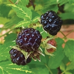 Austin Mays Blackberry Plant