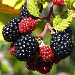 Brazos Blackberry Plant