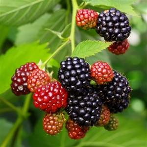 Choctaw Blackberry Plant