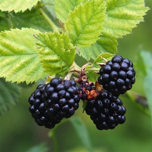 Comanche Blackberry Plant