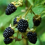 Shawnee Blackberry Plant