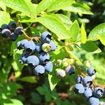 Alapaha Blueberry Plant