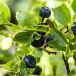 Austin Blueberry Plant