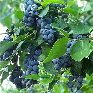 Brightwell Blueberry Plant