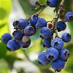 Briteblue Blueberry Plant