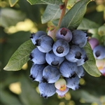 Climax Blueberry Plant