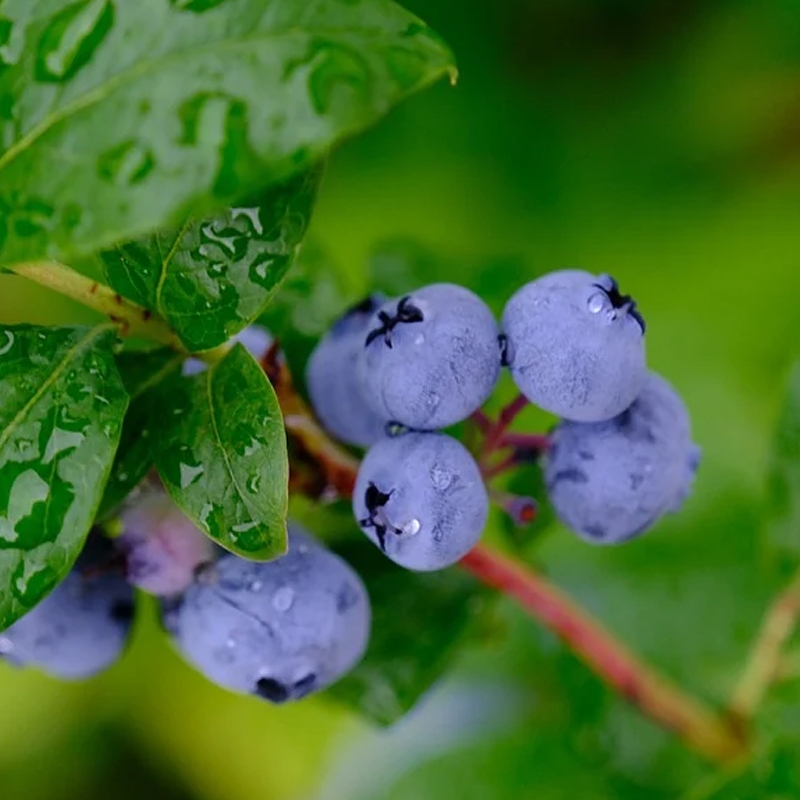 Buy Premier Blueberry Plants from Ty Ty Nursery