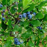 Tifblue Blueberry Plant