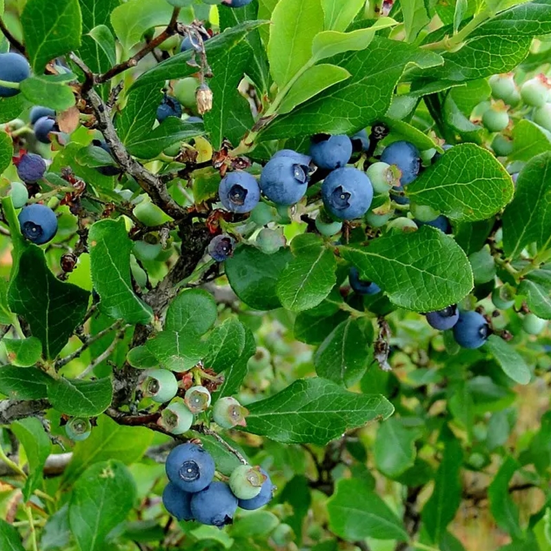 Get Paradise Jumbo Blue Blueberries Delivered