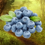 Titan Blueberry Plant