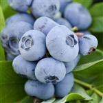 Vernon Blueberry Plant