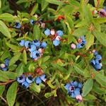 Wildlife Blueberry Plant