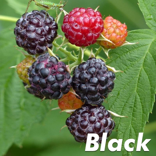 Black Hawk Black Raspberry Plant