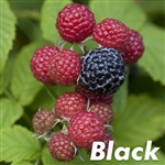 Bristol Black Raspberry Plant