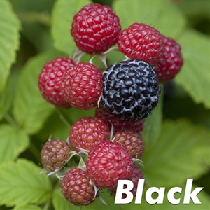 Bristol Black Raspberry Plant