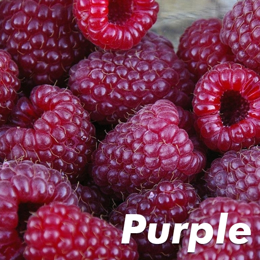 Brandywine Purple Raspberry Plant