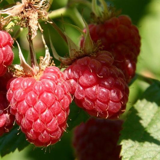 Boyne Raspberry Plant