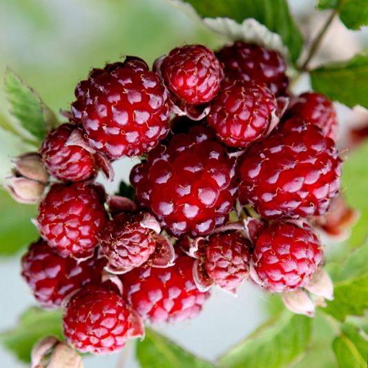 Dorman Raspberry Plant