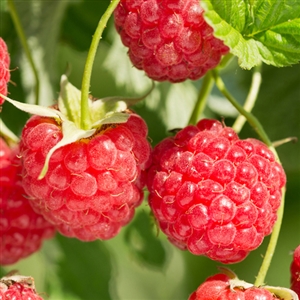 Latham Raspberry Plant