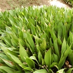 Cast Iron Ground Cover