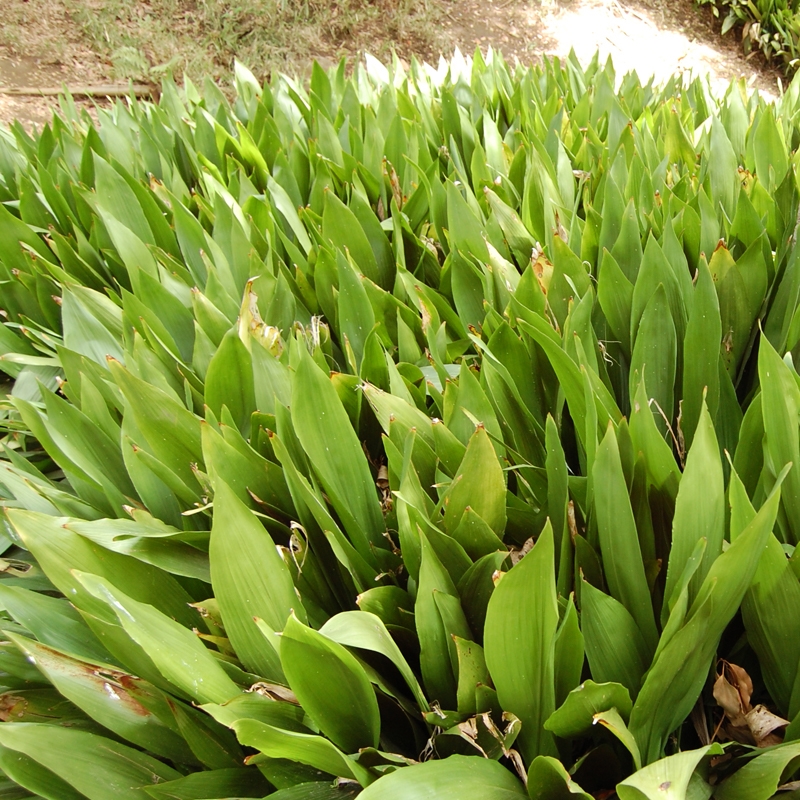 Cast Iron Ground Cover